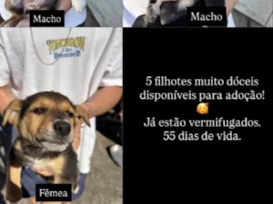 Cachorro raça SRD-ViraLata idade Abaixo de 2 meses nome Não tem nome ainda