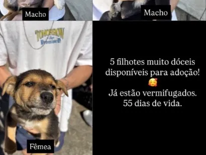 Cachorro raça SRD-ViraLata idade Abaixo de 2 meses nome Não tem nome ainda