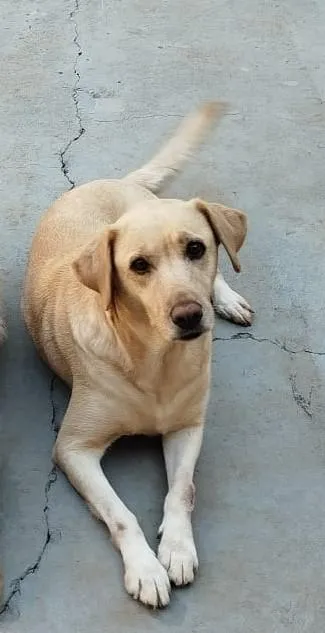 Cachorro raça Labrador idade 5 anos nome Maria