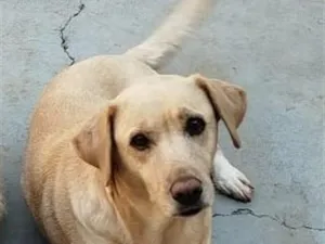 Cachorro raça Labrador idade 5 anos nome Maria