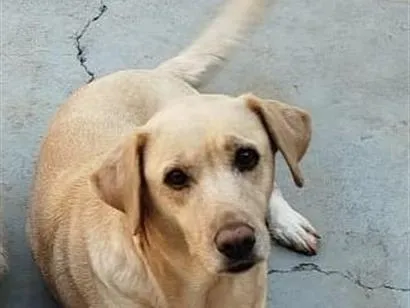 Cachorro raça Labrador idade 5 anos nome Maria
