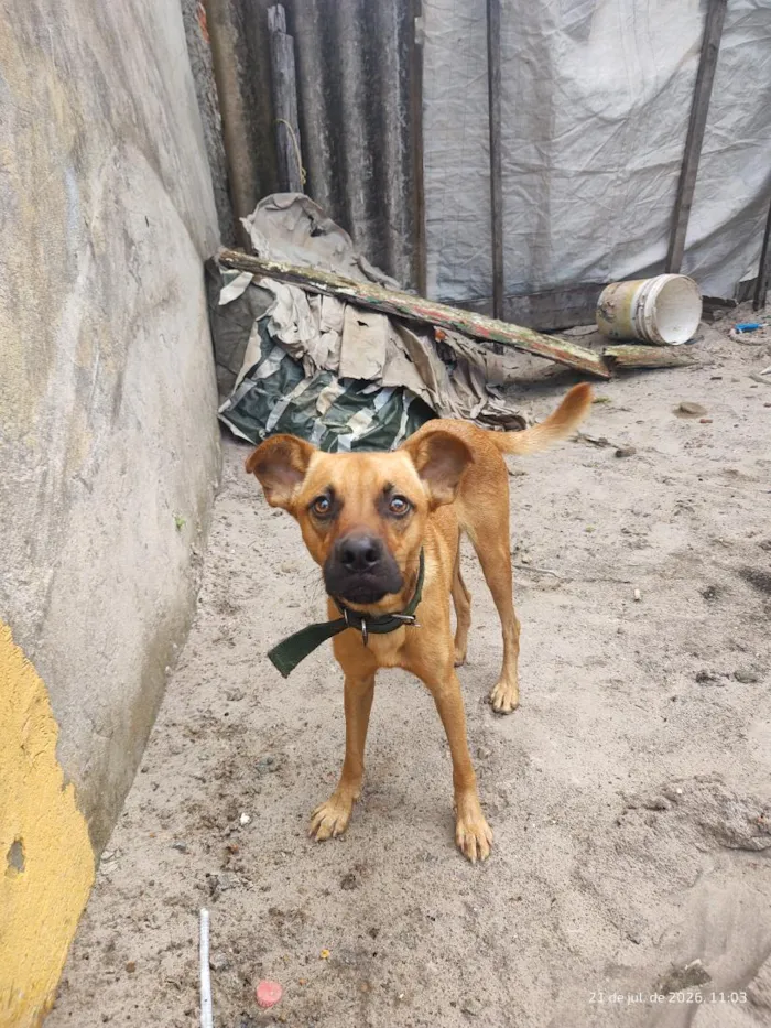 Cachorro raça SRD-ViraLata idade 1 ano nome caramelo
