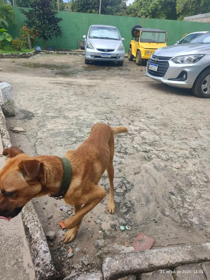 Cachorro raça SRD-ViraLata idade 1 ano nome caramelo