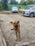caramelo