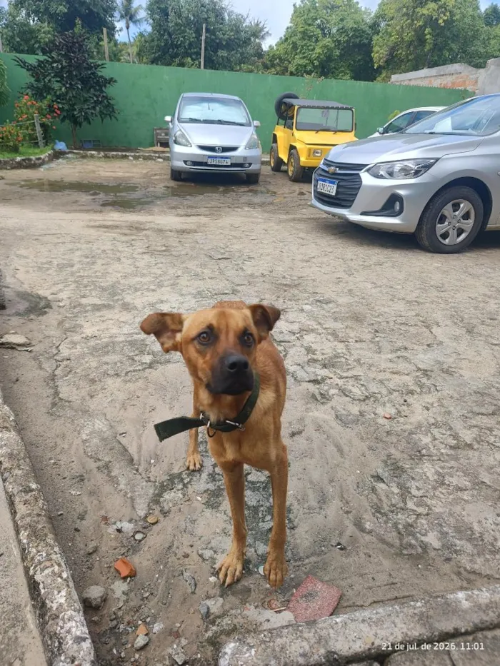 Cachorro raça SRD-ViraLata idade 1 ano nome caramelo