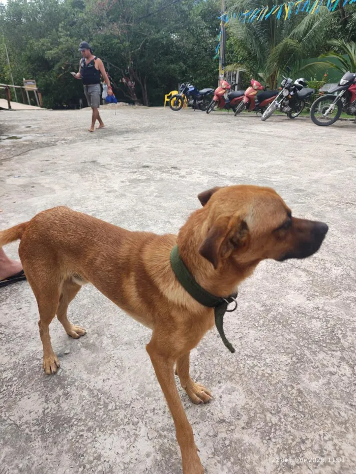 Cachorro raça SRD-ViraLata idade 1 ano nome caramelo