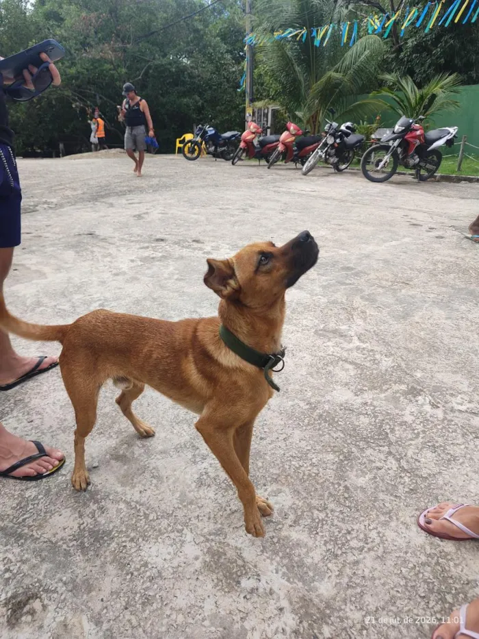 Cachorro raça SRD-ViraLata idade 1 ano nome caramelo