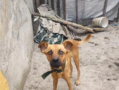 Cachorro raça SRD-ViraLata idade 1 ano nome caramelo