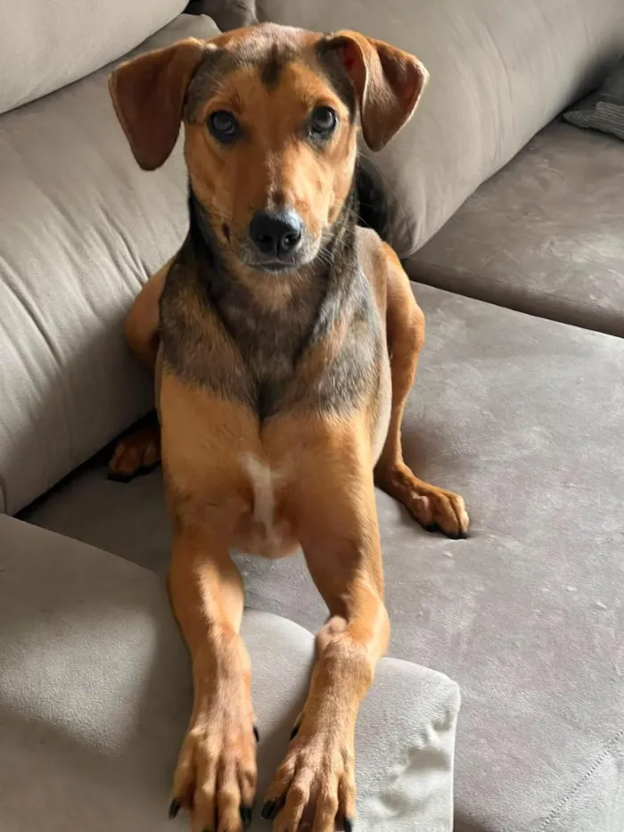 Cachorro raça SRD-ViraLata idade 3 anos nome Bruno