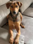 Bruno