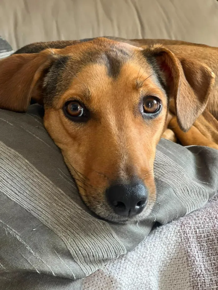 Cachorro raça SRD-ViraLata idade 3 anos nome Bruno