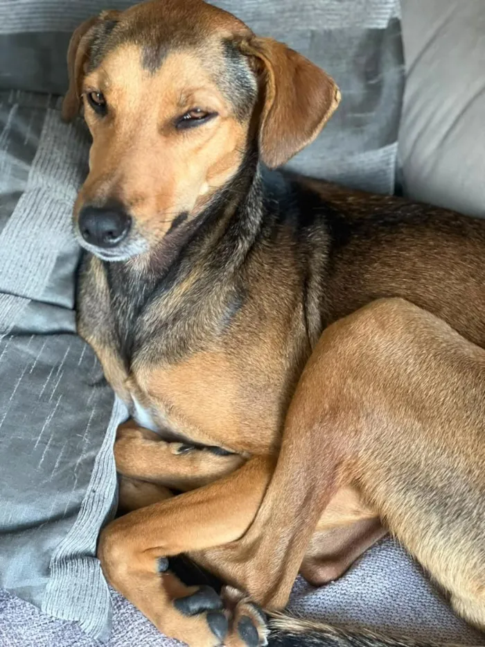 Cachorro raça SRD-ViraLata idade 3 anos nome Bruno