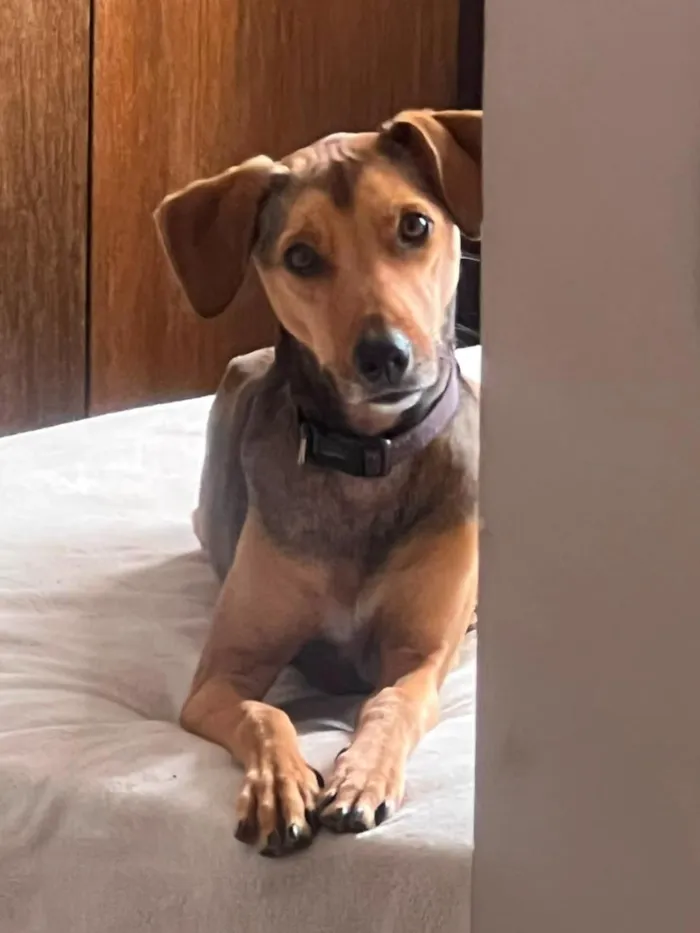 Cachorro raça SRD-ViraLata idade 3 anos nome Bruno