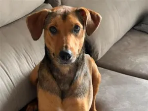 Cachorro raça SRD-ViraLata idade 3 anos nome Bruno