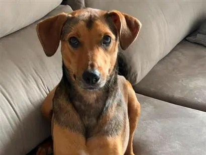 Cachorro raça SRD-ViraLata idade 3 anos nome Bruno