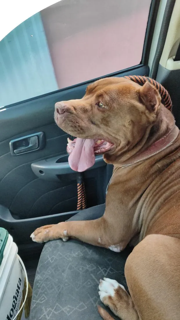 Cachorro raça Pit-Bull idade 1 ano nome Safira
