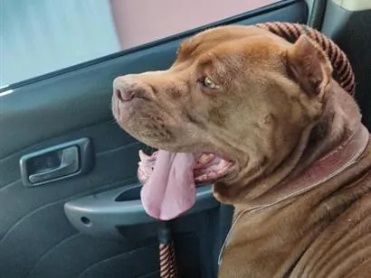Cachorro raça Pit-Bull idade 1 ano nome Safira