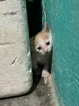 Gatinho 1