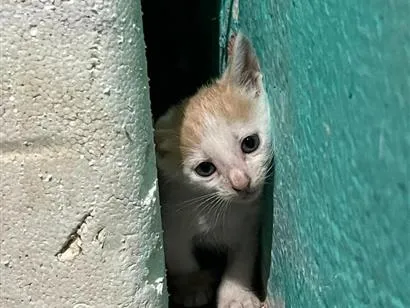 Gato raça SRD-ViraLata idade 2 a 6 meses nome Gatinho 1