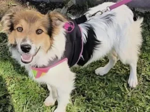Cachorro raça SRD-ViraLata idade 1 ano nome Bela