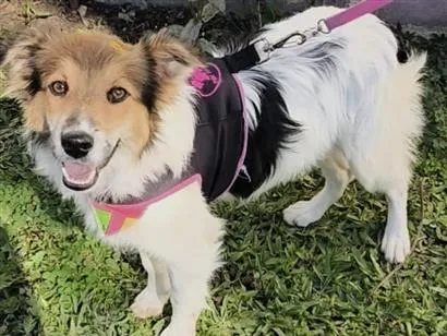 Cachorro raça SRD-ViraLata idade 1 ano nome Bela