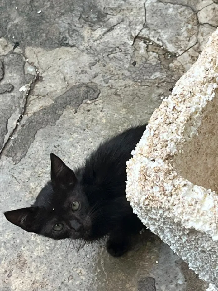 Gato raça SRD-ViraLata idade 2 a 6 meses nome Gatinho 2