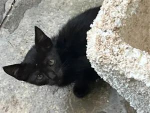 Gato raça SRD-ViraLata idade 2 a 6 meses nome Gatinho 2