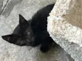 Gatinho 2
