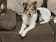 Bela