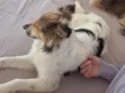 Bela