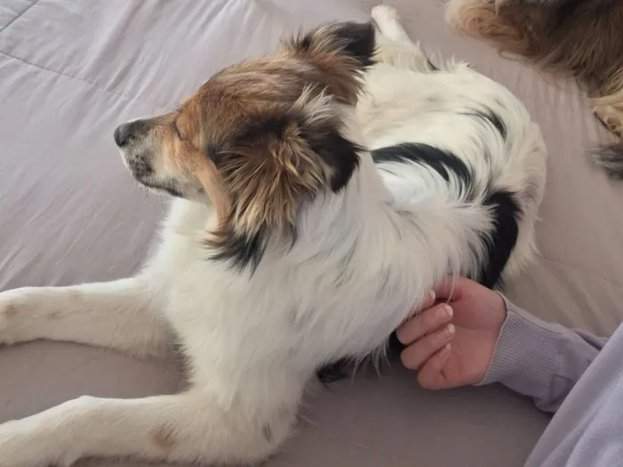 Cachorro raça SRD-ViraLata idade 1 ano nome Bela