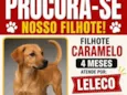Leleco