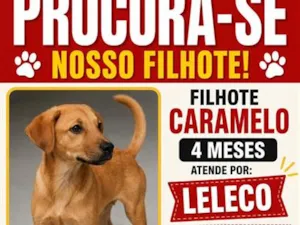 Cachorro raça SRD-ViraLata idade 2 a 6 meses nome Leleco