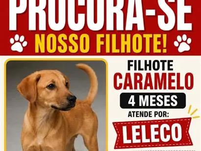 Cachorro raça SRD-ViraLata idade 2 a 6 meses nome Leleco