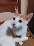 Roni (ou que vc escolher) 