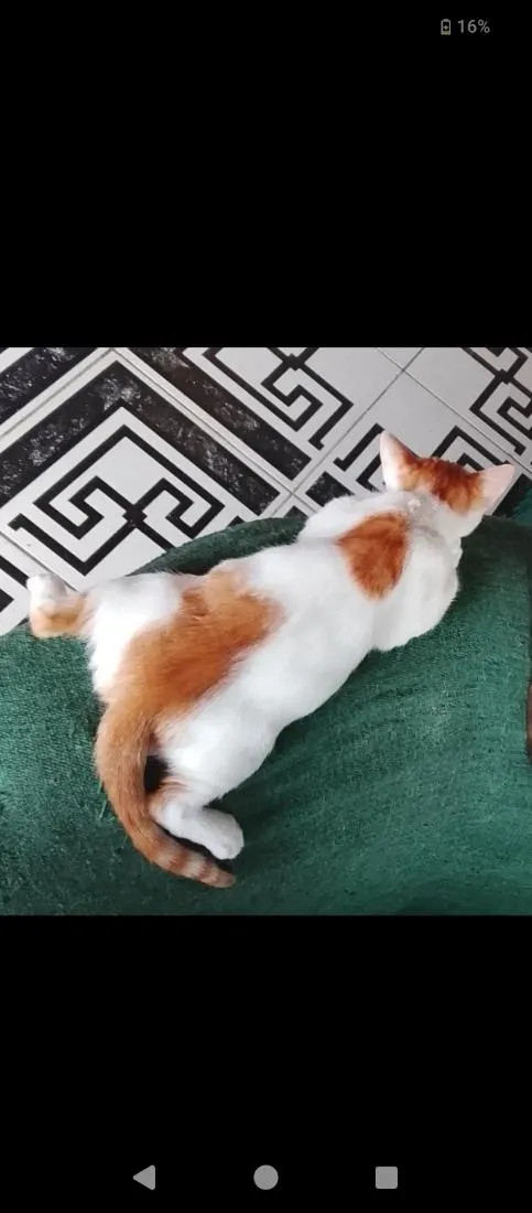 Gato raça SRD-ViraLata idade 7 a 11 meses nome Roni (ou que vc escolher) 
