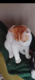Roni (ou que vc escolher) 