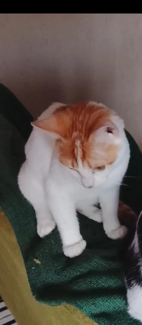Gato raça SRD-ViraLata idade 7 a 11 meses nome Roni (ou que vc escolher) 