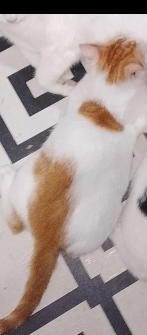 Gato raça SRD-ViraLata idade 7 a 11 meses nome Roni (ou que vc escolher) 