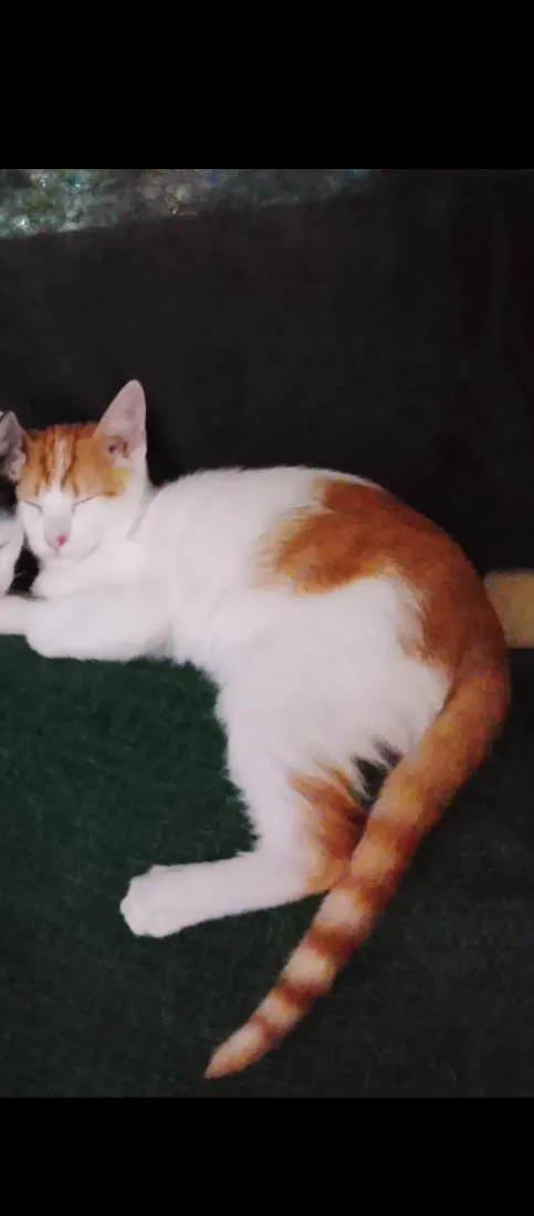 Gato raça SRD-ViraLata idade 7 a 11 meses nome Roni (ou que vc escolher) 