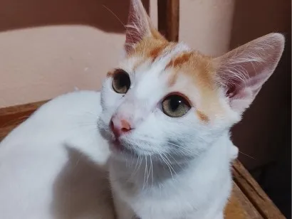Gato raça SRD-ViraLata idade 7 a 11 meses nome Roni (ou que vc escolher) 