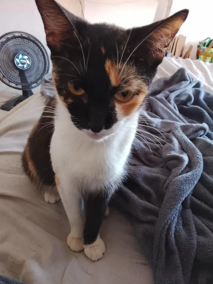 Gato raça SRD-ViraLata idade 1 ano nome Cacau (ou que vc escolher) 