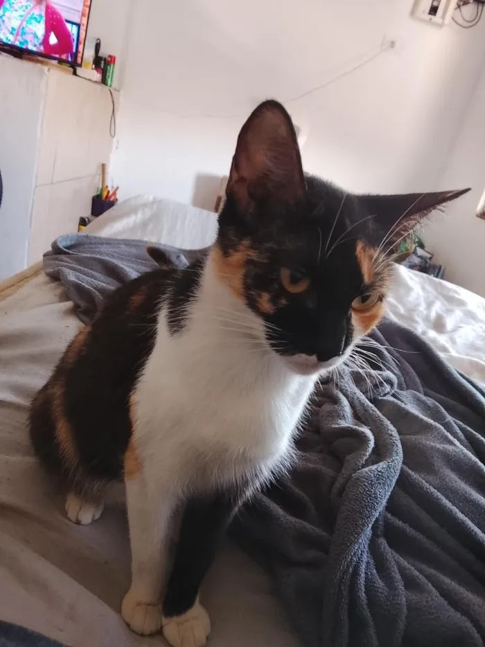 Gato raça SRD-ViraLata idade 1 ano nome Cacau (ou que vc escolher) 