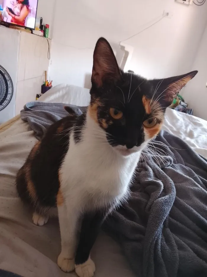 Gato raça SRD-ViraLata idade 1 ano nome Cacau (ou que vc escolher) 