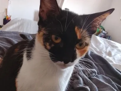 Gato raça SRD-ViraLata idade 1 ano nome Cacau (ou que vc escolher) 