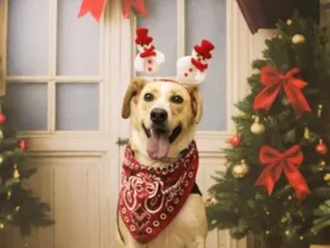 Cachorro raça SRD-ViraLata idade 4 anos nome Lyon 