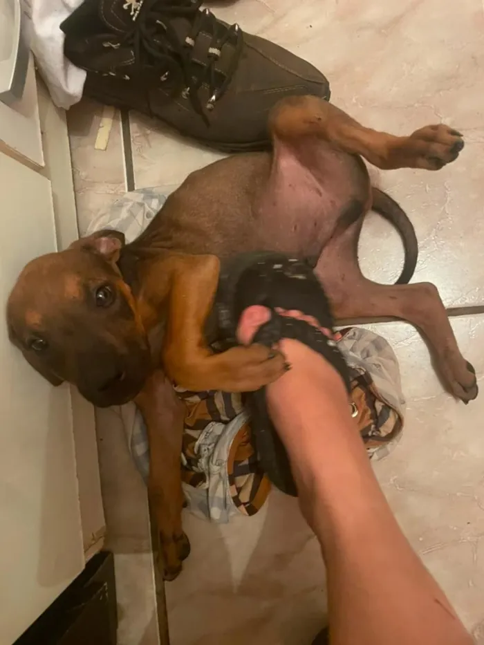 Cachorro raça SRD-ViraLata idade 2 a 6 meses nome Brutus