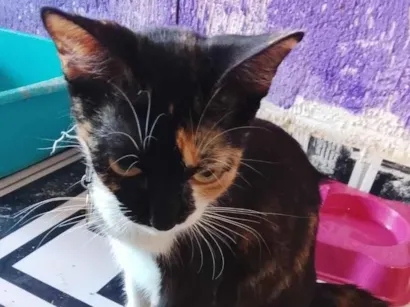 Gato raça SRD-ViraLata idade 1 ano nome Cacau (ou que vc escolher) 