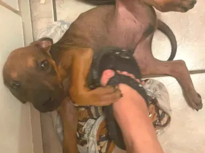 Cachorro raça SRD-ViraLata idade 2 a 6 meses nome Brutus