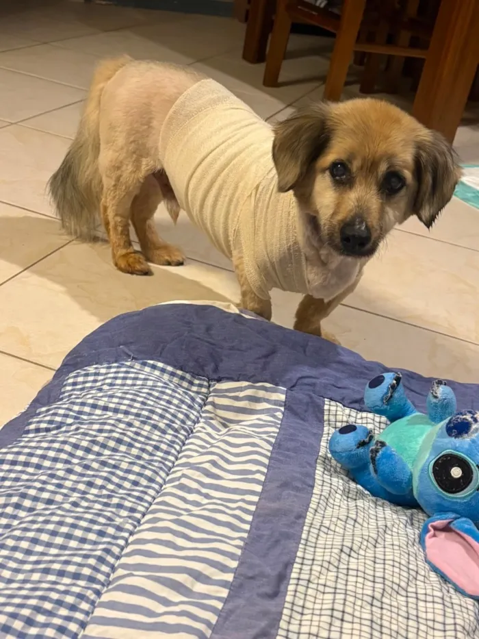 Cachorro raça SRD-ViraLata idade 6 ou mais anos nome Alberto Resmo